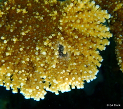 Domecia acanthophora