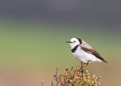 Epthianura albifrons