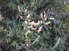 Senegalia bonariensis