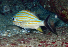 Haemulon carbonarium