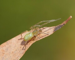 Cheiracanthiidae
