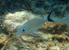 Haemulon carbonarium