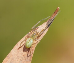 Cheiracanthiidae