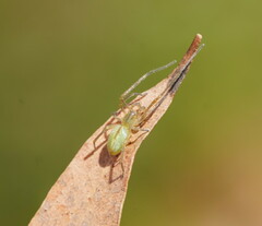 Cheiracanthiidae