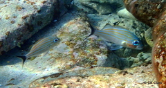 Anilocra haemuli