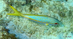 Ocyurus chrysurus