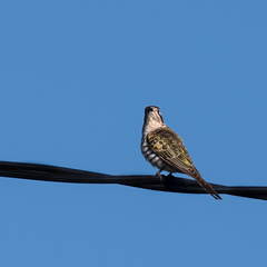 Chrysococcyx basalis