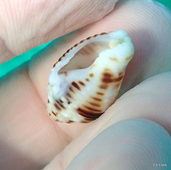 Columbella mercatoria