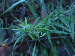 Artemisia verlotiorum