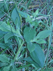 Silene latifolia