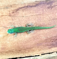Phelsuma lineata