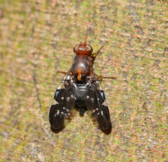 Acanthonevroides basalis