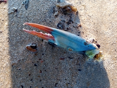Callinectes sapidus