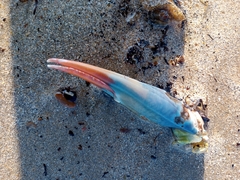 Callinectes sapidus