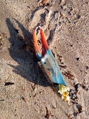 Callinectes sapidus