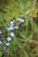 Polygala serpyllifolia