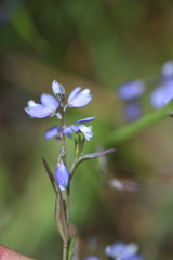 Polygala serpyllifolia