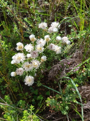Serruria kraussii