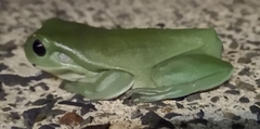 Ranoidea caerulea