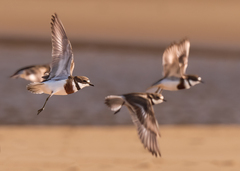 Charadrius bicinctus