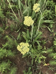 Helichrysum nudifolium