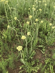 Helichrysum nudifolium