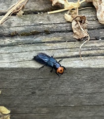 Creophilus erythrocephalus