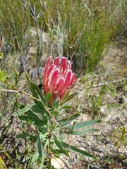 Protea burchellii