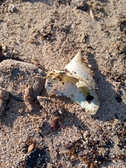 Callinectes sapidus