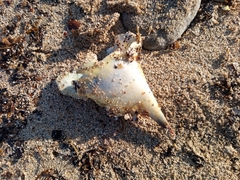 Callinectes sapidus