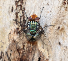 Chrysorutilia