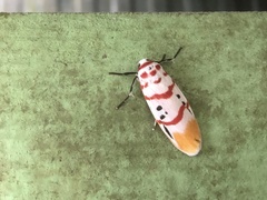 Cyana bellissima