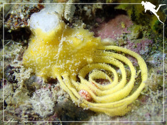 Doriopsis granulosa