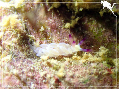 Pteraeolidia semperi