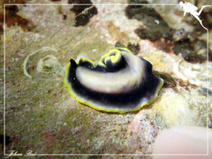 Pseudoceros paralaticlavus