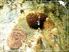 Madrella ferruginosa