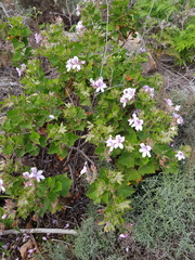Pelargonium cucullatum strigifolium