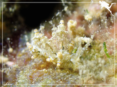 Eubranchus rubropunctatus