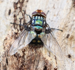 Chrysorutilia