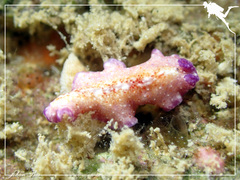 Pseudoceros goslineri