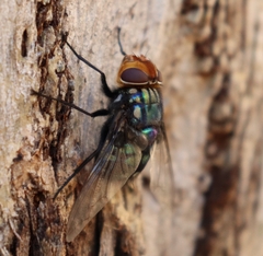 Chrysorutilia