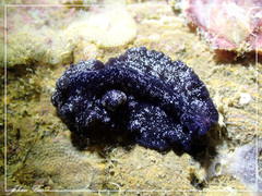 Pseudobiceros stellae