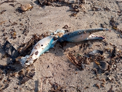 Callinectes sapidus