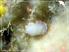 Goniobranchus rubrocornutus