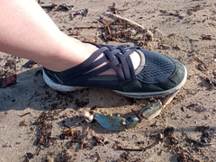 Callinectes sapidus