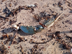 Callinectes sapidus
