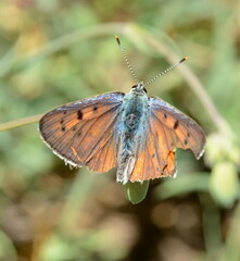 Lycaena alciphron