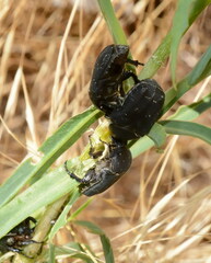 Protaetia morio