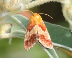 Schinia varix