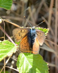 Lycaena alciphron